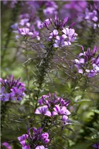 Cleome 'Señorita Rosalita'(s) - Spinnenblume 'Señorita Rosalita'(s) Cleome 'Señorita Rosalita'(s) - Spinnenblume 'Señorita Rosalita'(s)