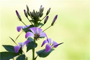 Cleome 'Señorita Rosalita'(s) - Spinnenblume 'Señorita Rosalita'(s) Cleome 'Señorita Rosalita'(s) - Spinnenblume 'Señorita Rosalita'(s)