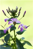 Cleome 'Señorita Rosalita'(s) - Spinnenblume 'Señorita Rosalita'(s) Cleome 'Señorita Rosalita'(s) - Spinnenblume 'Señorita Rosalita'(s)