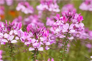 Cleome 'Señorita Rosalita'(s) - Spinnenblume 'Señorita Rosalita'(s) Cleome 'Señorita Rosalita'(s) - Spinnenblume 'Señorita Rosalita'(s)