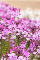 Cleome 'Señorita Rosalita'(s) - Spinnenblume 'Señorita Rosalita'(s) Cleome 'Señorita Rosalita'(s) - Spinnenblume 'Señorita Rosalita'(s)