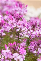 Cleome 'Señorita Rosalita'(s) - Spinnenblume 'Señorita Rosalita'(s) Cleome 'Señorita Rosalita'(s) - Spinnenblume 'Señorita Rosalita'(s)