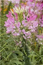 Cleome spinosa - Spinnenblume 