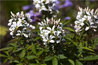 Cleome spinosa - Spinnenblume 