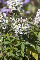 Cleome spinosa - Spinnenblume 