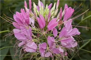 Cleome spinosa - Spinnenblume 