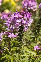 Cleome spinosa - Spinnenblume 