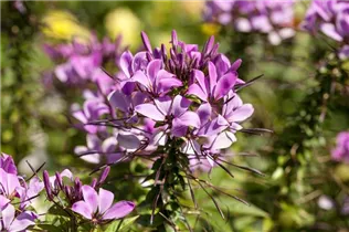 Cleome spinosa - Spinnenblume 