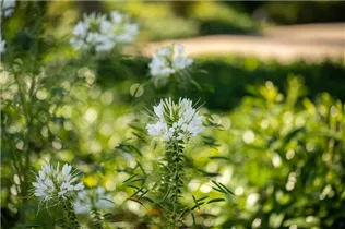 Cleome spinosa - Spinnenblume 