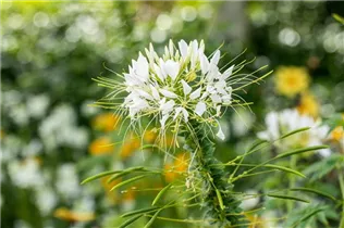 Cleome spinosa - Spinnenblume 