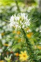 Cleome spinosa - Spinnenblume 
