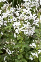 Cleome spinosa 'Señorita Blanca' - Spinnenblume
