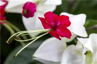 Clerodendrum thomsoniae - Kletternder Losstrauch Clerodendrum thomsoniae - Kletternder Losstrauch