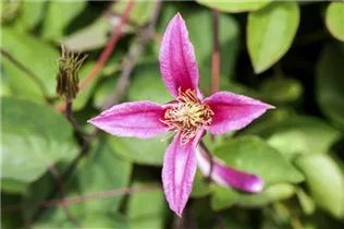 Clematis texensis 'Duchess of Albany' - Texas-Waldrebe 'Duchess of Albany'