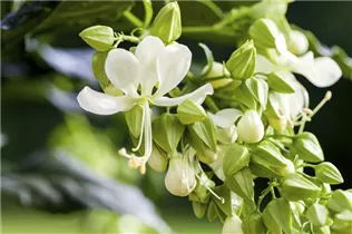 Clerodendrum wallichii - Losbaum