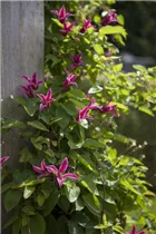 Clematis texensis 'Princess Diana' - Texas-Waldrebe 'Princess Diana' Clematis texensis 'Princess Diana' - Texas-Waldrebe 'Princess Diana'