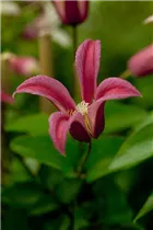 Clematis texensis 'Princess Diana' - Texas-Waldrebe 'Princess Diana' Clematis texensis 'Princess Diana' - Texas-Waldrebe 'Princess Diana'