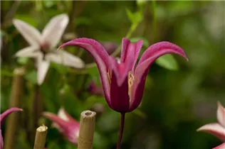 Clematis texensis 'Princess Diana' - Texas-Waldrebe 'Princess Diana' Clematis texensis 'Princess Diana' - Texas-Waldrebe 'Princess Diana'