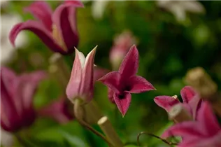 Clematis texensis 'Princess Diana' - Texas-Waldrebe 'Princess Diana' Clematis texensis 'Princess Diana' - Texas-Waldrebe 'Princess Diana'