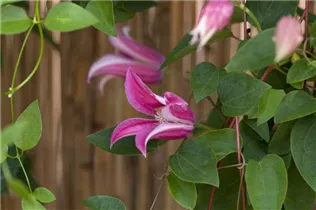 Clematis texensis 'Princess Diana' - Texas-Waldrebe 'Princess Diana' Clematis texensis 'Princess Diana' - Texas-Waldrebe 'Princess Diana'