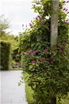 Clematis texensis 'Princess Diana' - Texas-Waldrebe 'Princess Diana' Clematis texensis 'Princess Diana' - Texas-Waldrebe 'Princess Diana'