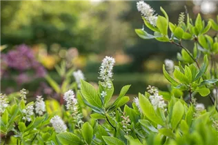 Clethra alnifolia - Silberkerzenstrauch