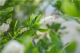 Clethra alnifolia - Silberkerzenstrauch