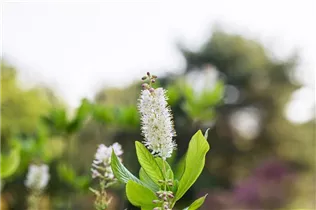 Clethra alnifolia - Silberkerzenstrauch