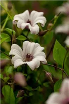 Clematis texensis 'Princess Kate' - Texas-Waldrebe 'Princess Kate' Clematis texensis 'Princess Kate' - Texas-Waldrebe 'Princess Kate'