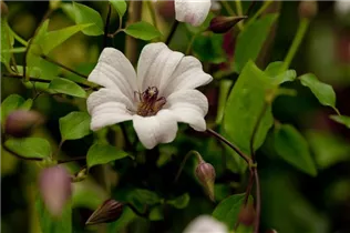 Clematis texensis 'Princess Kate' - Texas-Waldrebe 'Princess Kate' Clematis texensis 'Princess Kate' - Texas-Waldrebe 'Princess Kate'