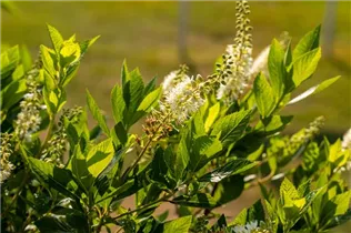 Clethra alnifolia 'Hummingbird' - Silberkerzenstrauch 'Hummingbird'