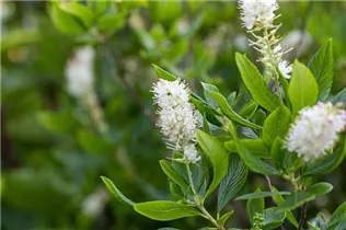Clethra alnifolia 'Hummingbird' - Silberkerzenstrauch 'Hummingbird'