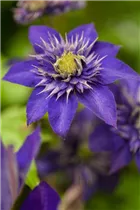 Clematis 'The President'® - Waldrebe 'The President'®
