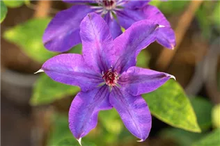 Clematis 'The President'® - Waldrebe 'The President'®