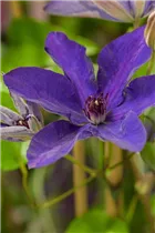 Clematis 'The President'® - Waldrebe 'The President'®