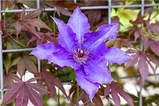 Clematis 'The President'® - Waldrebe 'The President'®