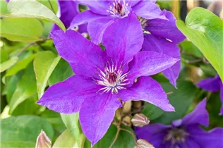 Clematis 'The President'® - Waldrebe 'The President'®