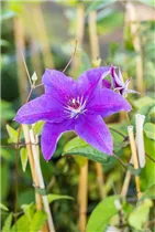 Clematis 'The President'® - Waldrebe 'The President'®