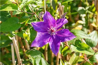 Clematis 'The President'® - Waldrebe 'The President'®