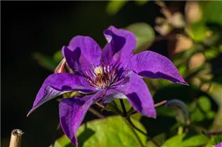 Clematis 'The President'® - Waldrebe 'The President'®
