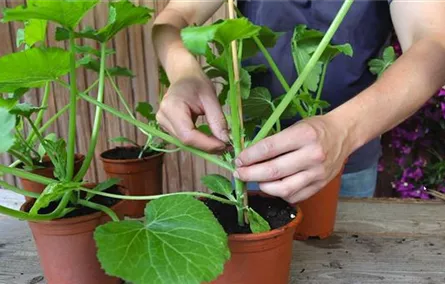 Zucchini - Anzucht Hochbinden Zucchini - Anzucht Hochbinden