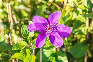 Clematis 'The President'® - Waldrebe 'The President'®