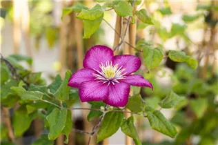 Clematis 'Ville de Lyon' - Waldrebe 'Ville de Lyon'