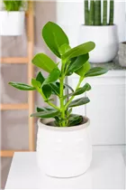 Clusia major - Balsamapfel Clusia major - Balsamapfel