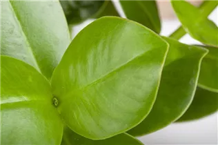 Clusia major - Balsamapfel Clusia major - Balsamapfel