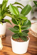 Clusia major - Balsamapfel Clusia major - Balsamapfel