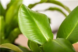 Clusia major - Balsamapfel Clusia major - Balsamapfel