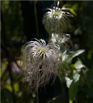 Clematis vitalba - Gemeine Waldrebe Clematis vitalba - Gemeine Waldrebe