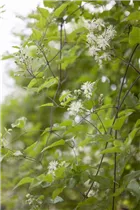 Clematis vitalba - Gemeine Waldrebe Clematis vitalba - Gemeine Waldrebe