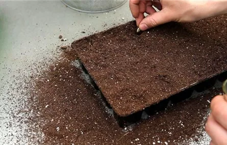 Zucchini - Aussäen von Samen Zucchini - Aussäen von Samen